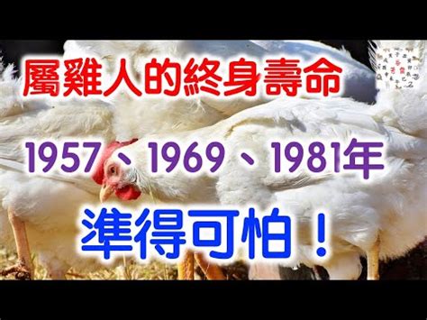 81年屬雞|81年屬雞是什麼命？